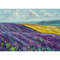 Lavender-Field-oil-painting.jpg