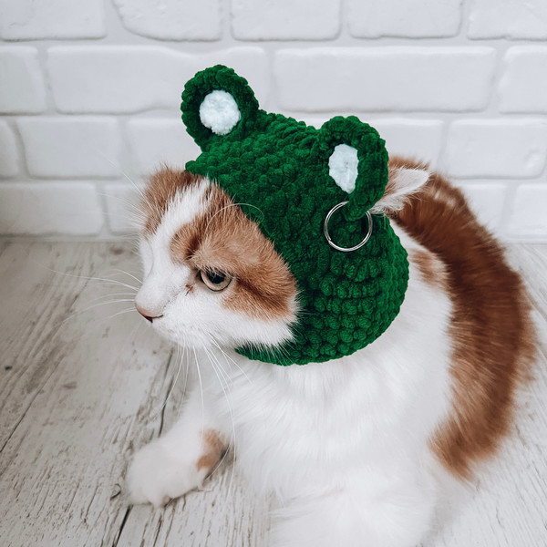 Pets-hat-frog