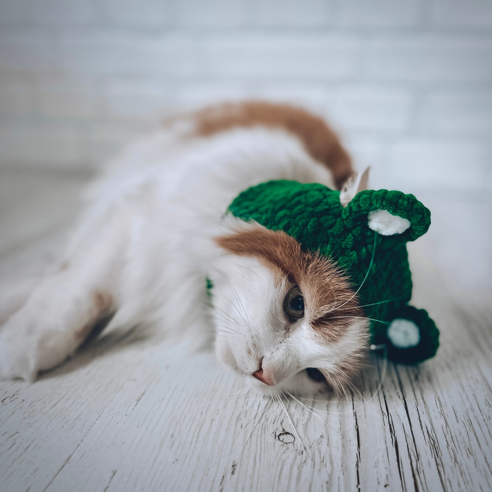 Green-hat-cats-with-eyes