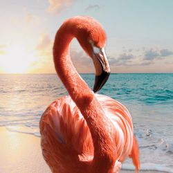Pink flamingo poster
