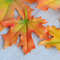 Fall maple leaves.jpg