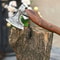 Carbon Steel Tomahawk Axe Hatchet Hunting Axe nowjpeg