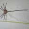 facehugger5.jpg