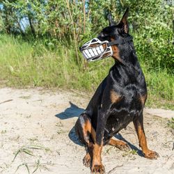Funny Smiling muzzle for dog, Doberman, Pit Bull, German Shepard, Bull Terrier, Pinscher, Husky funny dog accessory