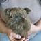 Griffin Puppy-Stuffed Toy-Dog-Collectible Toy-Realistic Dog 2.jpg