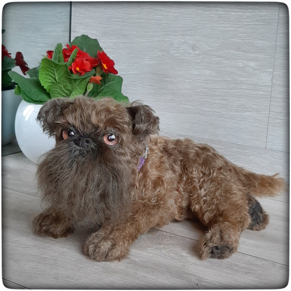 Griffin Puppy-Stuffed Toy-Dog-Collectible Toy-Realistic Dog 4.jpeg