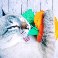 Catnip  cat's toy Pumpkin