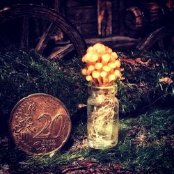 Dollhouse miniature 1:12 growing mushrooms at home! honey agaric