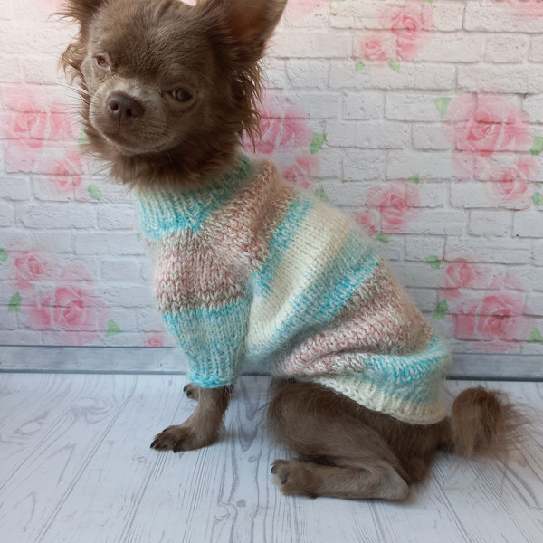 warm-sweater-for-dog-4.jpeg