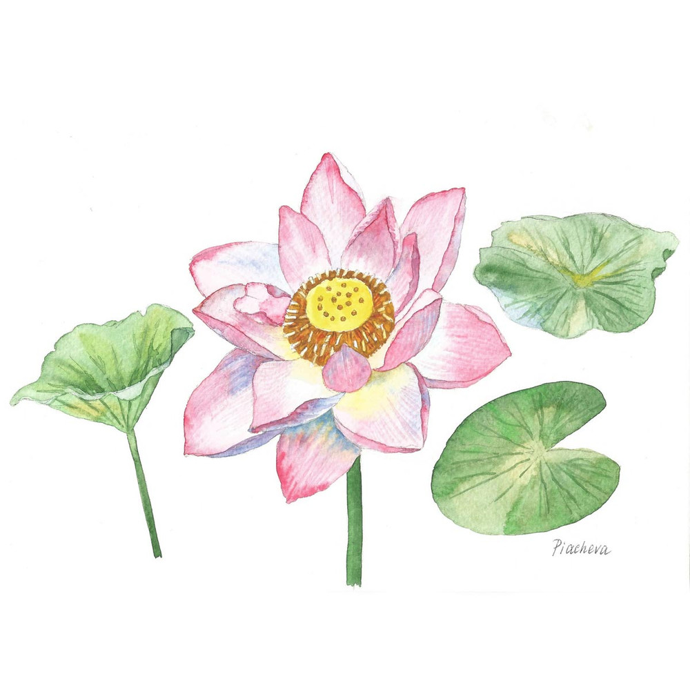 Pink Lotus and Leaves Watercolor II 1.jpg