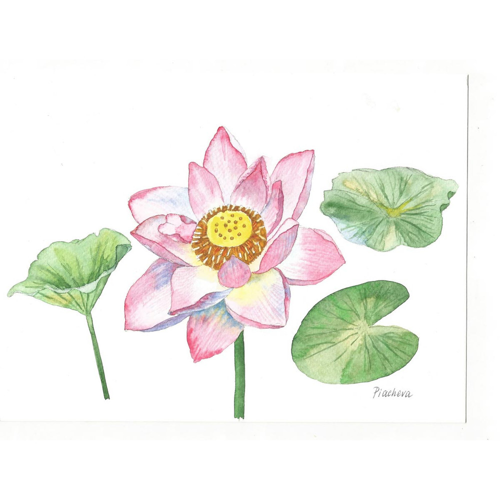 Pink Lotus and Leaves Watercolor II 2.jpg