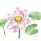 Pink Lotus and Leaves Watercolor II 2.jpg