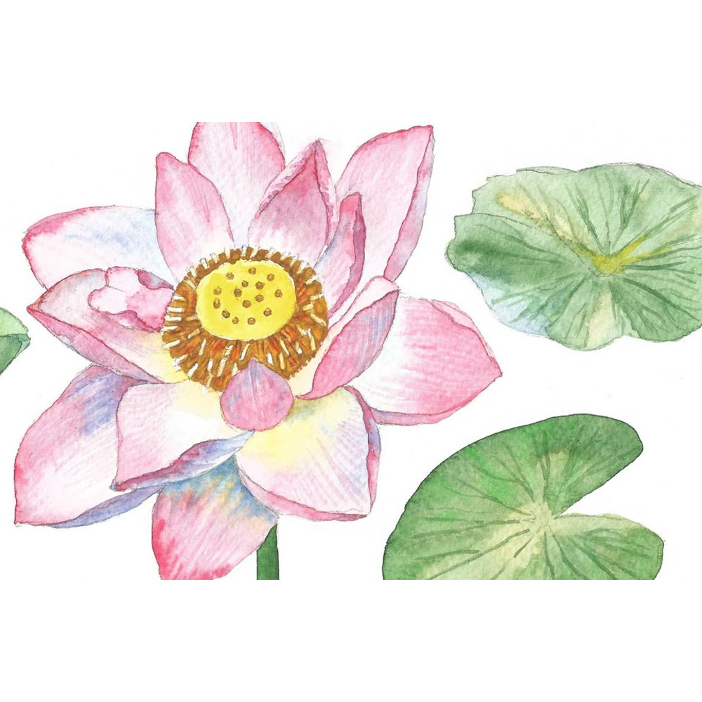 Pink Lotus and Leaves Watercolor II 3.jpg