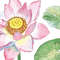 Pink Lotus and Leaves Watercolor II 3.jpg