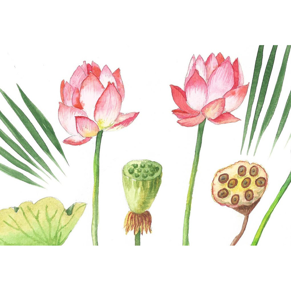 Lotuses and Leaves Watercolor 2.jpg