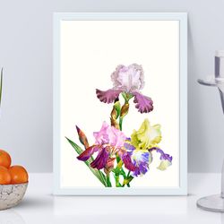 Poster Bouquet with Three Colored Irises, Flowers for gift