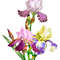 Colored Irises.Bouquet_17 cover.jpg