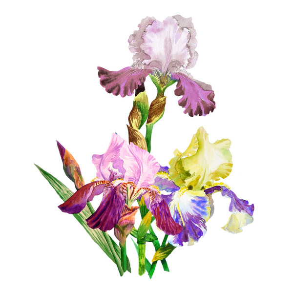 Colored Irises.Bouquet_17 cover.jpg