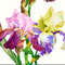 Bouquet with three irises.Cover_2.jpg