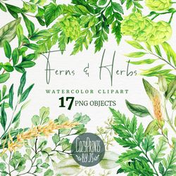 fern and herbs clipart collection, hand drawn watercolor clipart png