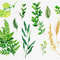 ferns-and-herbs-02.jpg