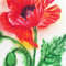 Red Poppy 3.jpg