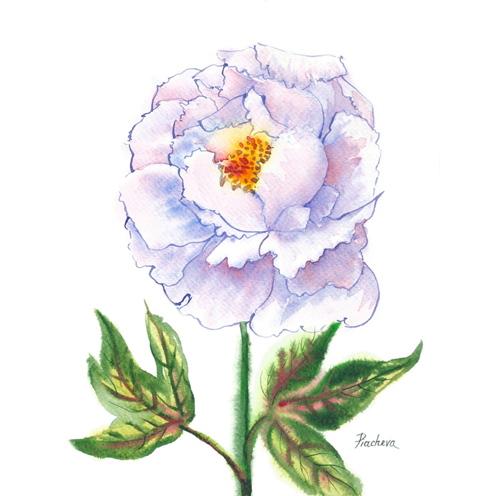 Blue white peony 3_1.jpg