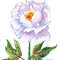 Blue white peony 3_1.jpg