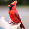 Felted_Red_cardinal_5.jpg