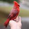 Felted_Red_cardinal_11.jpg