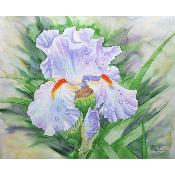 dew-on-light-blue-iris-natalia-piacheva.jpg