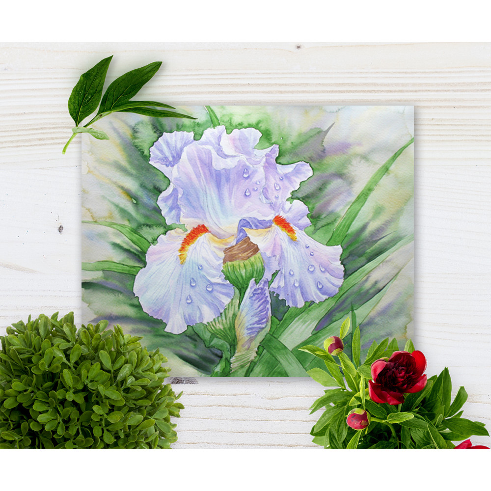 dew on light blue iris cov 1.jpg
