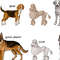 Poster Dogs Sketches Set_3.jpg