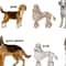 Poster Dogs Sketches Set_3.jpg