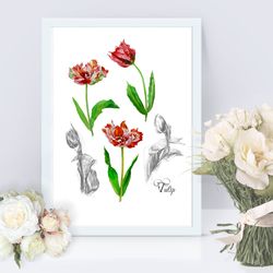 interior poster with tulips flowers for gift, botanical, plant, floral