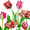 Poster Background with tulips4-031 A4 size_3.jpg
