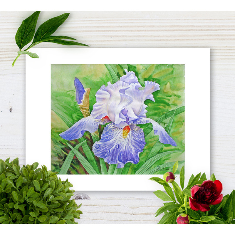 iris drops of dew cov 2.jpg