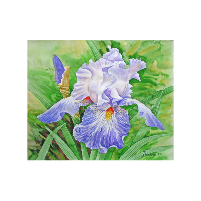 iris drops of dew cov 2007.jpg