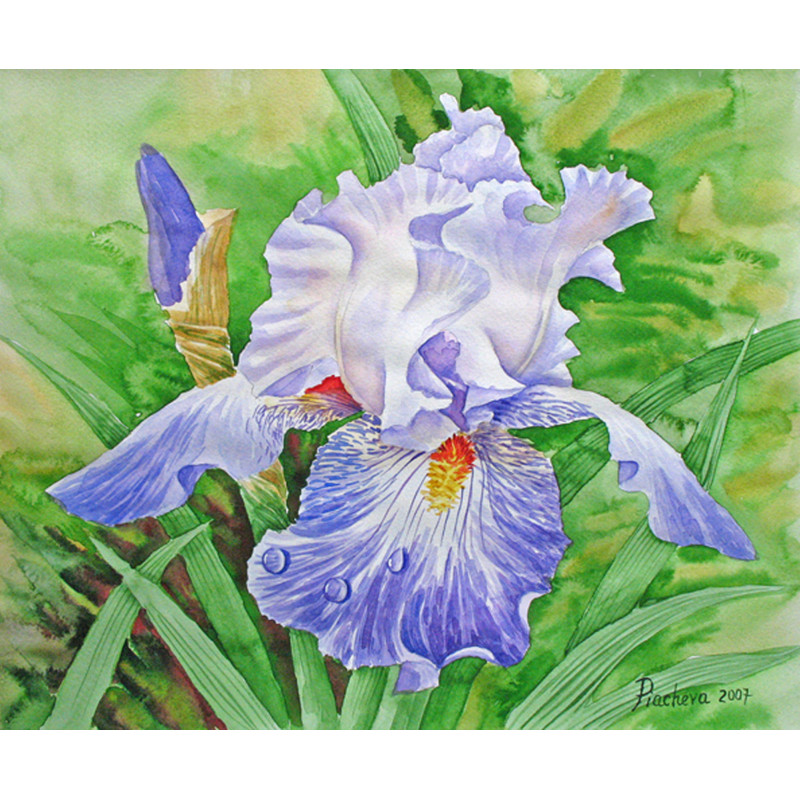 irisdrops-of-dew-2007-natalia-piacheva (1).jpg