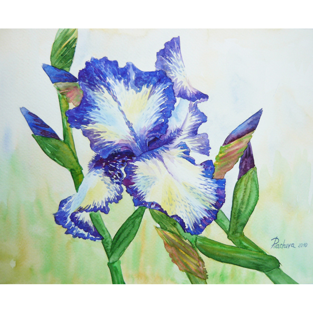 White Blue Iris_29x24_1.jpg