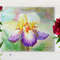 Multi-coloured Iris in a Garden_1 2.jpg