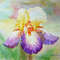 Multi-coloured Iris in a Garden_1.jpg