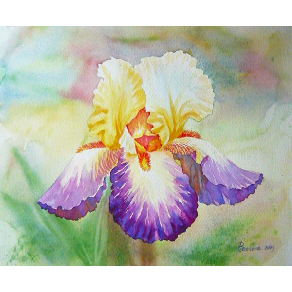 Multi-coloured Iris in a Garden_1.jpg