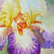 Multi-coloured Iris in a Garden_2.jpg