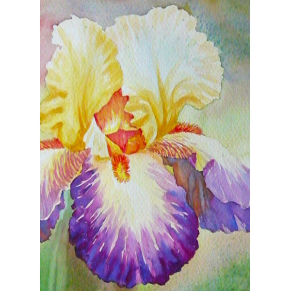 Multi-coloured Iris in a Garden_2.jpg