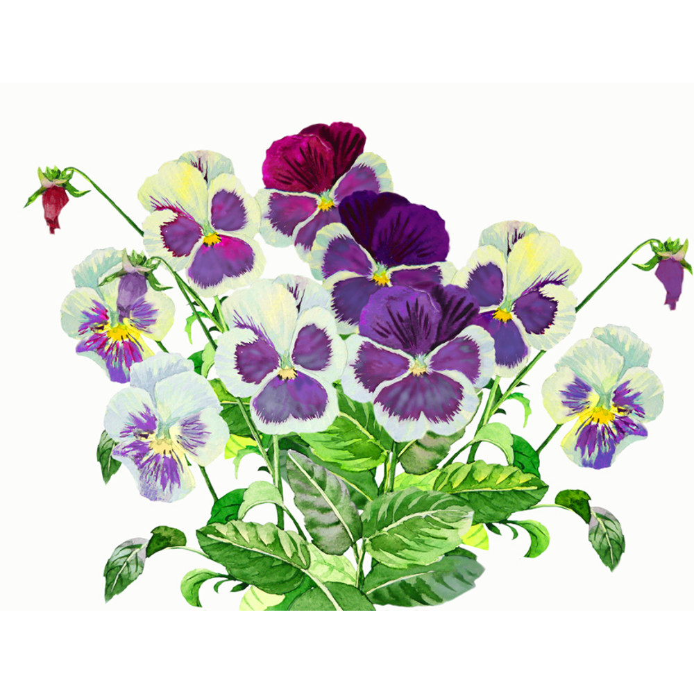 Bouquet with Claret blue pansies 1.jpg