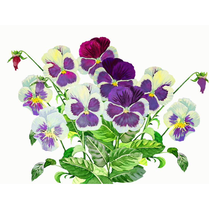 Bouquet with Claret blue pansies 1.jpg