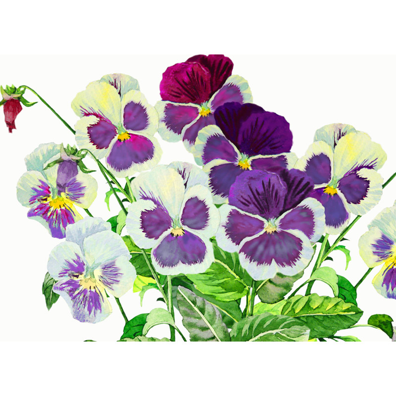 Bouquet with Claret blue pansies 2.jpg