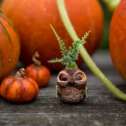 original cute airdry clay plant home decor collectibles clay doll kawaii owl