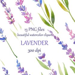 watercolor hand painted Lavender Clipart